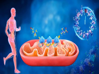 How Does SS-31 Impact Aging and Inflammaging？